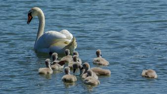 Swan The Brood Animal
