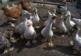 a flock of geese in a paddock on a farm