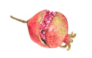 drawn pomegranate on a white background