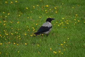 Crow Bird Grass