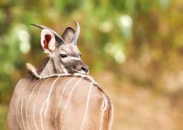 Young Kudu Male Deer
