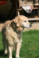 Golden Retriever Dog Pet