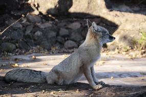 Korsak Fuchs Animal