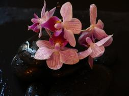 Orchid Wellness Stones flowers