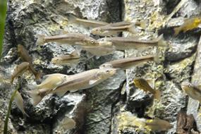 gray fish floating in the aquarium
