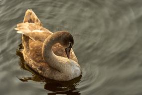 Swan Cygnet Young