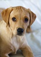 Gundog Yellow Labrador Puppy