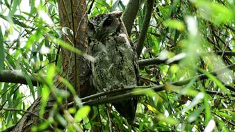 Owl Bird
