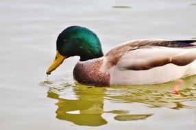 Ducks Waterfowl Mallard