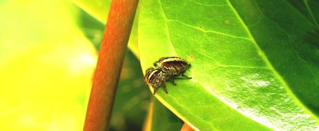 insect on green leaf in colombia
