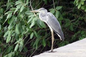 Grey Heron Ardea Cinerea