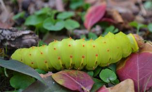 Caterpillar Autumn Bugs