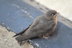 Bird Animal Nature
