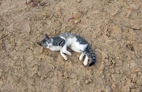 Kitten Cat Pet
