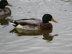 Duck Animal