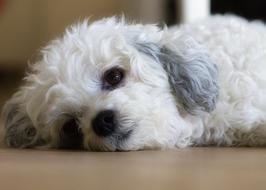Cute Dog Bolonka