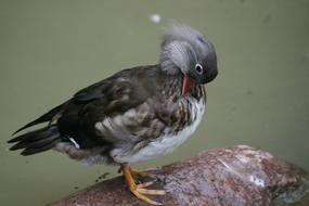 Duck Water Bird Animal