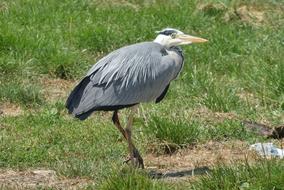 Heron Feathers Ditch