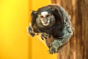 Animal Mammal Monkey