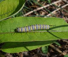 Monarch Butterfly Caterpillar on leaf
