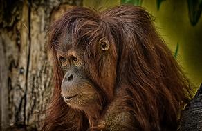 OrangUtan Monkey Cute