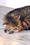 Cat Sleep Tabby