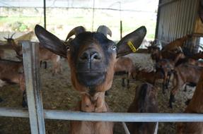 Goat Fun Farm