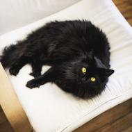 Cat Black Pet