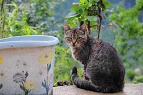 Cat Pictures Animal