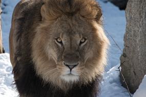 Lion Predator Zoo