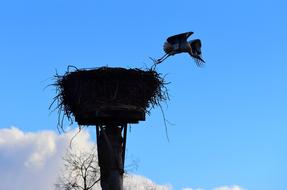 stork flies out of the nest