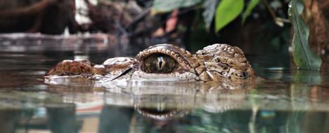 Crocodile Eye Wildlife