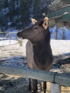 Canada Wildlife Elk