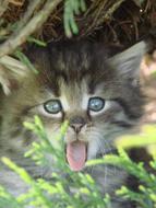 Cat Animal Animals