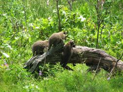 Baby Raccoons