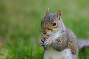 Squirrel Nut Nager