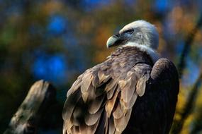 brown vulture plumage