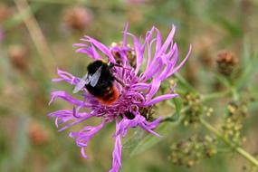 Pointed Flower Insect Hummel Stone