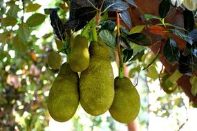ripe delicious fruit on a tree