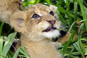 little lion in the grass