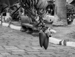 branch of ripe bananas