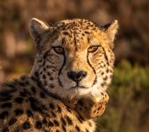Cheetah Predator Big Cat