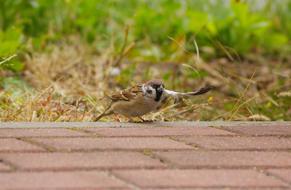 The Sparrow Mazurka Bird