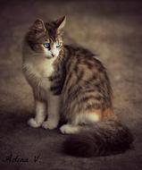 Cat Blue Eyes Coloring