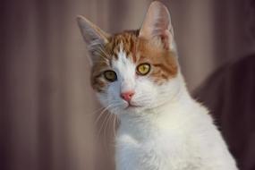 Cat White Orange