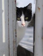 Cat White Black