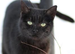 Cat Black Pet