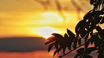 Sunset Silhouette Sun