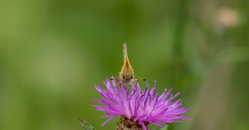 Skipper Butterfly Frontal Thistle