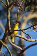 Bird Nature Yellow